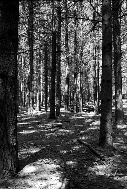 sforest.jpg