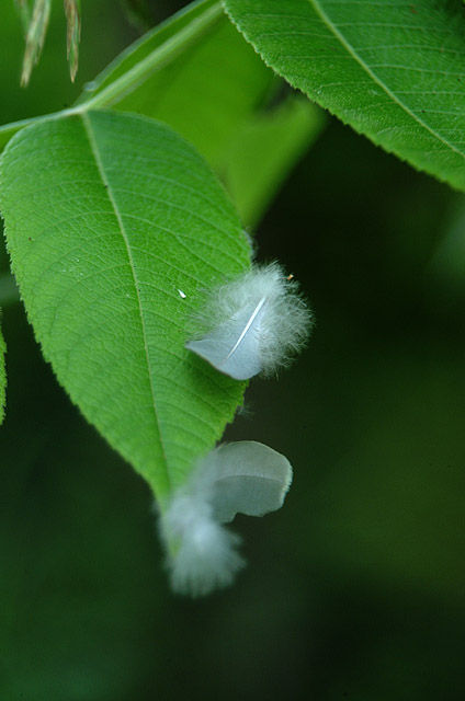 DSCF2379.jpg