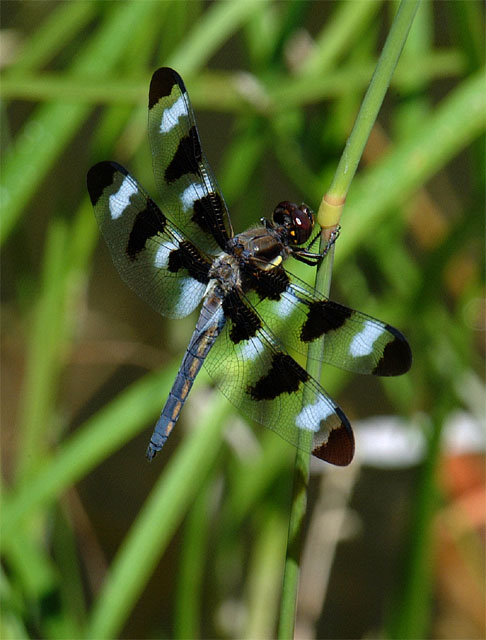 DSCF2409.jpg