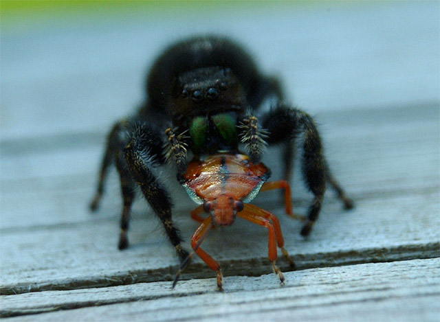 DSCF2594.jpg