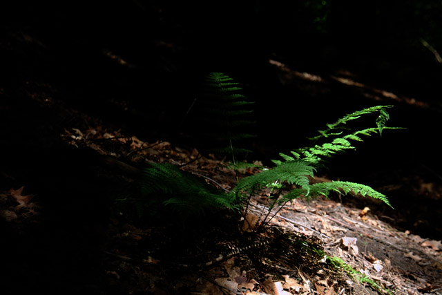 DSCF2805.jpg