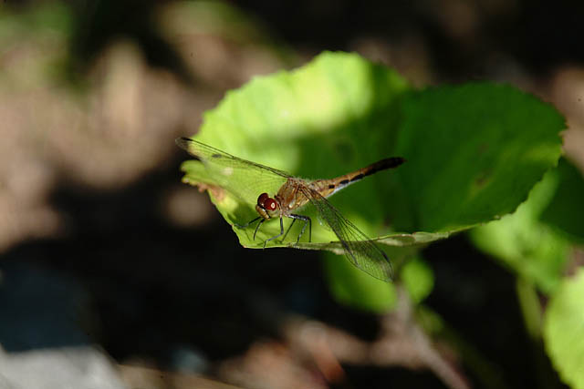 DSCF2933.JPG