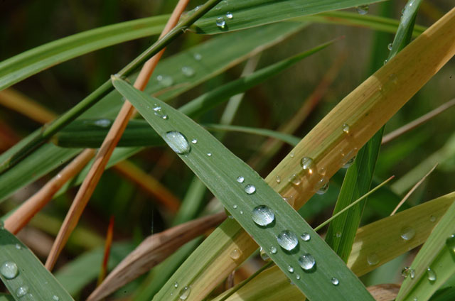 DSCF3142.jpg
