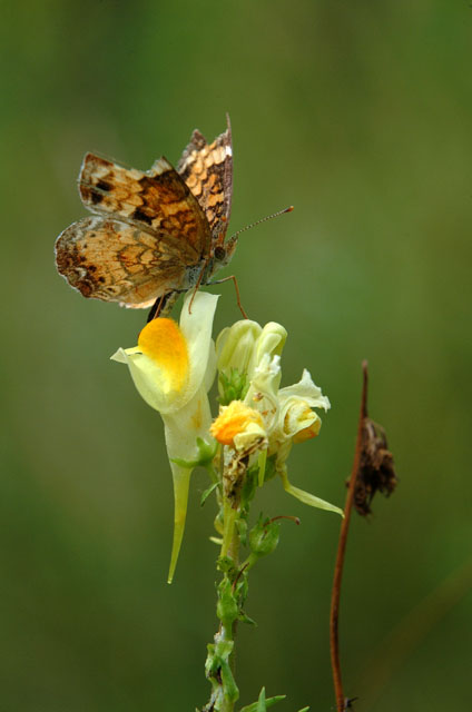 DSCF3172.jpg