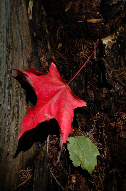 DSCF3251.jpg