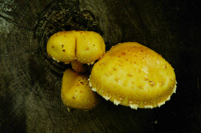 DSCF3391.jpg