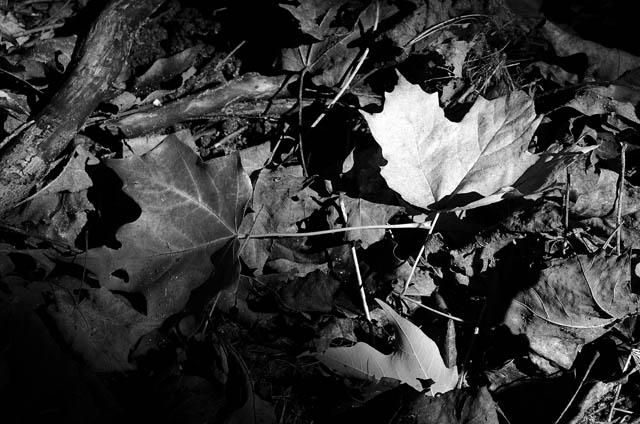 DSCF3428.jpg