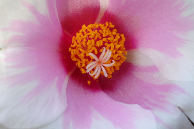 DSCF3495.jpg