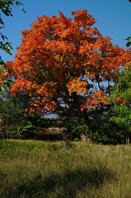 DSCF3507.jpg