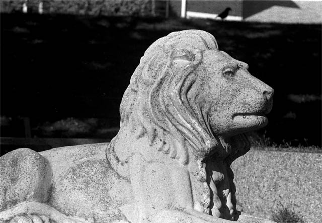 lionandbird.jpg