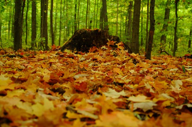 DSCF3615.jpg