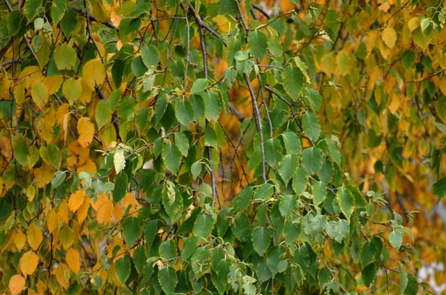 DSCF3675.jpg
