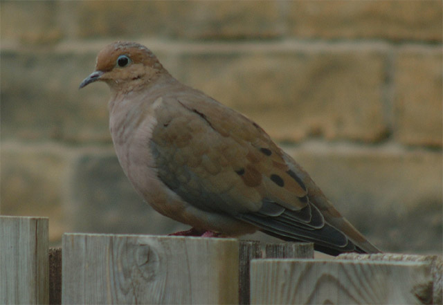 DSCF3677c.jpg