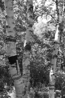 birches.jpg