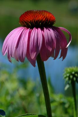 DSCF2580.jpg