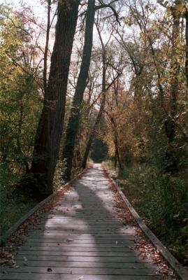 v3/63/228863/3/50722132.boardwalk1.jpg