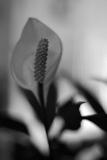 DSCF3116.jpg