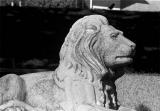 lionandbird.jpg