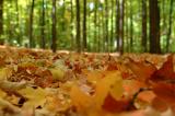 DSCF3620.jpg