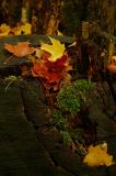 DSCF3727.jpg