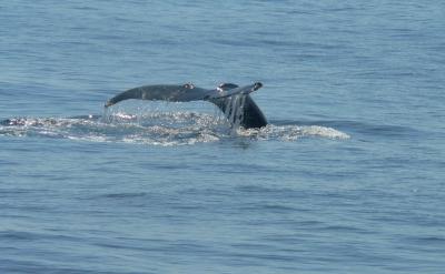 diving