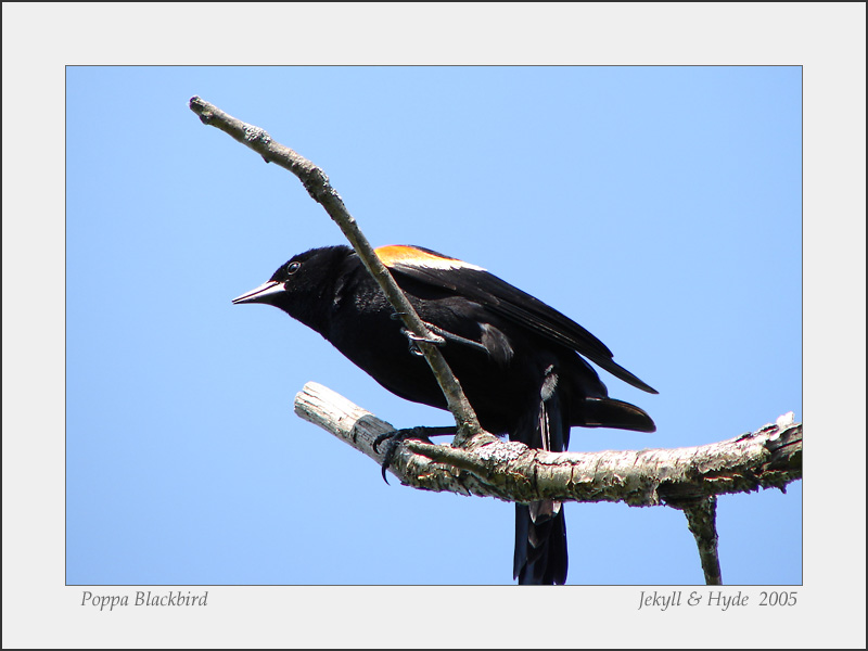 Poppa Blackbird