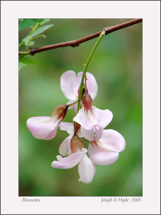 Blossoms