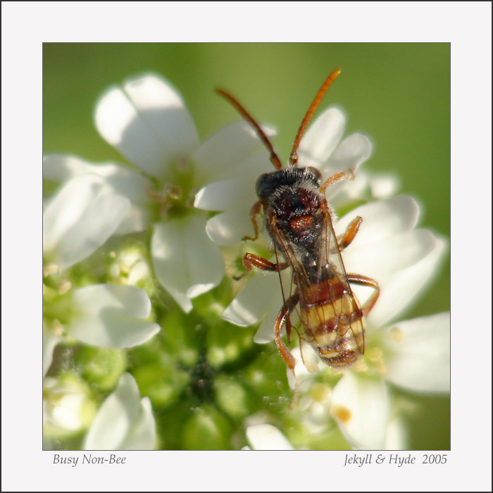 Busy Non-Bee
