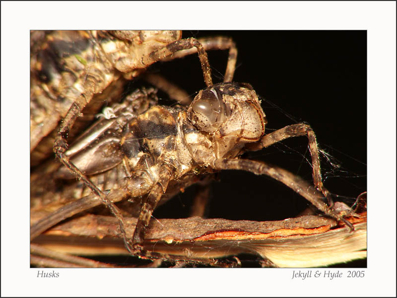 Husks