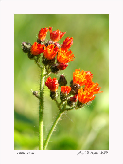 Paintbrush