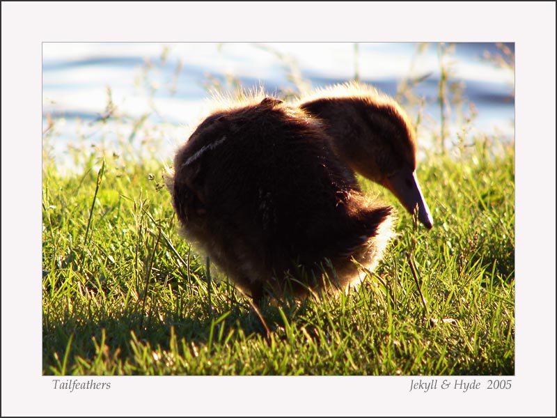 Tailfeathers