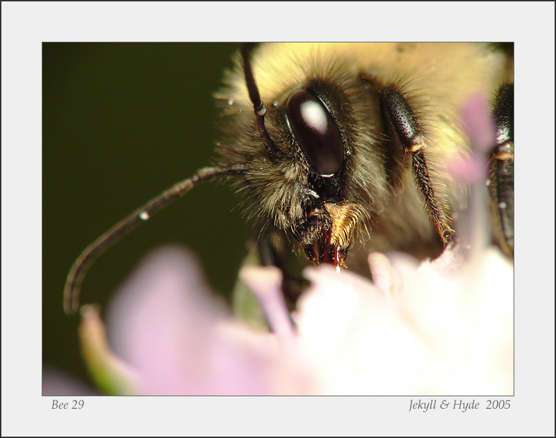 Bee 29