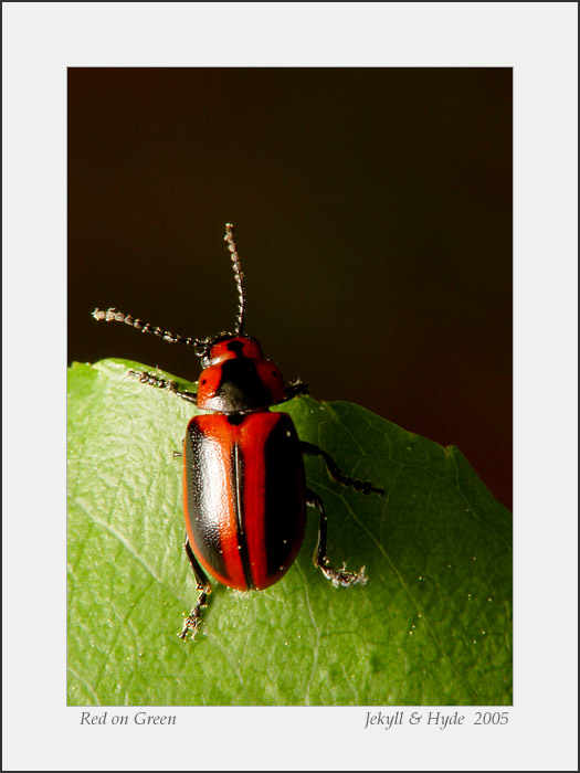 Red on Green