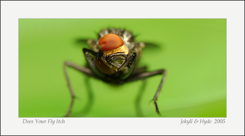 Does Your Fly Itch