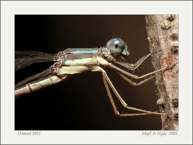 Damsel 2011