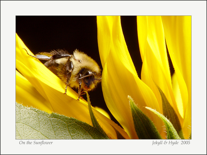 On the Sunflower