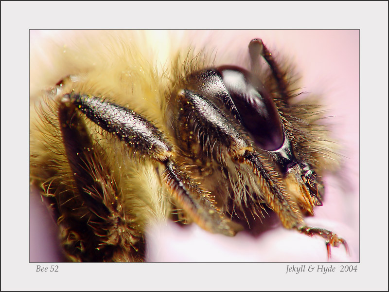 Bee 52
