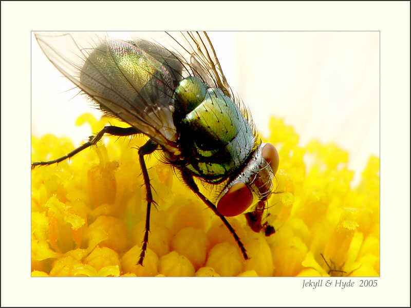 Fly