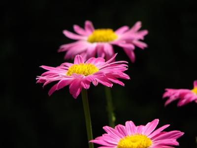 H1 1MP 12x