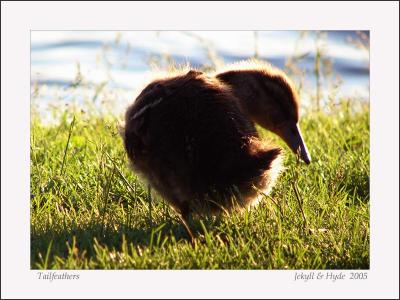 Tailfeathers