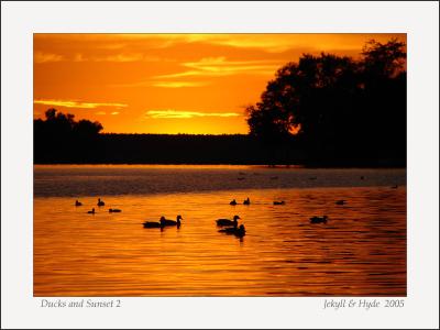 Ducks and Sunset 2