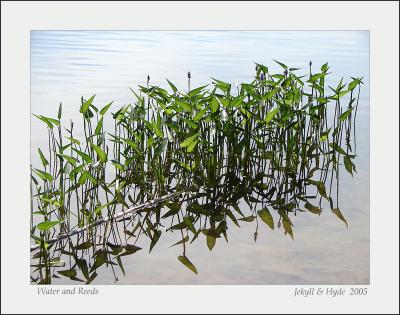 Water and Reeds