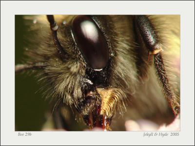 Bee 29b