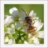 Busy Non-Bee