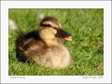 Rubber Ducky