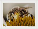 Bee 24