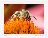 Bee 17b