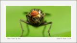 Does Your Fly Itch