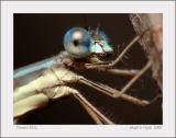 Damsel 2022