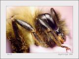 Bee 52